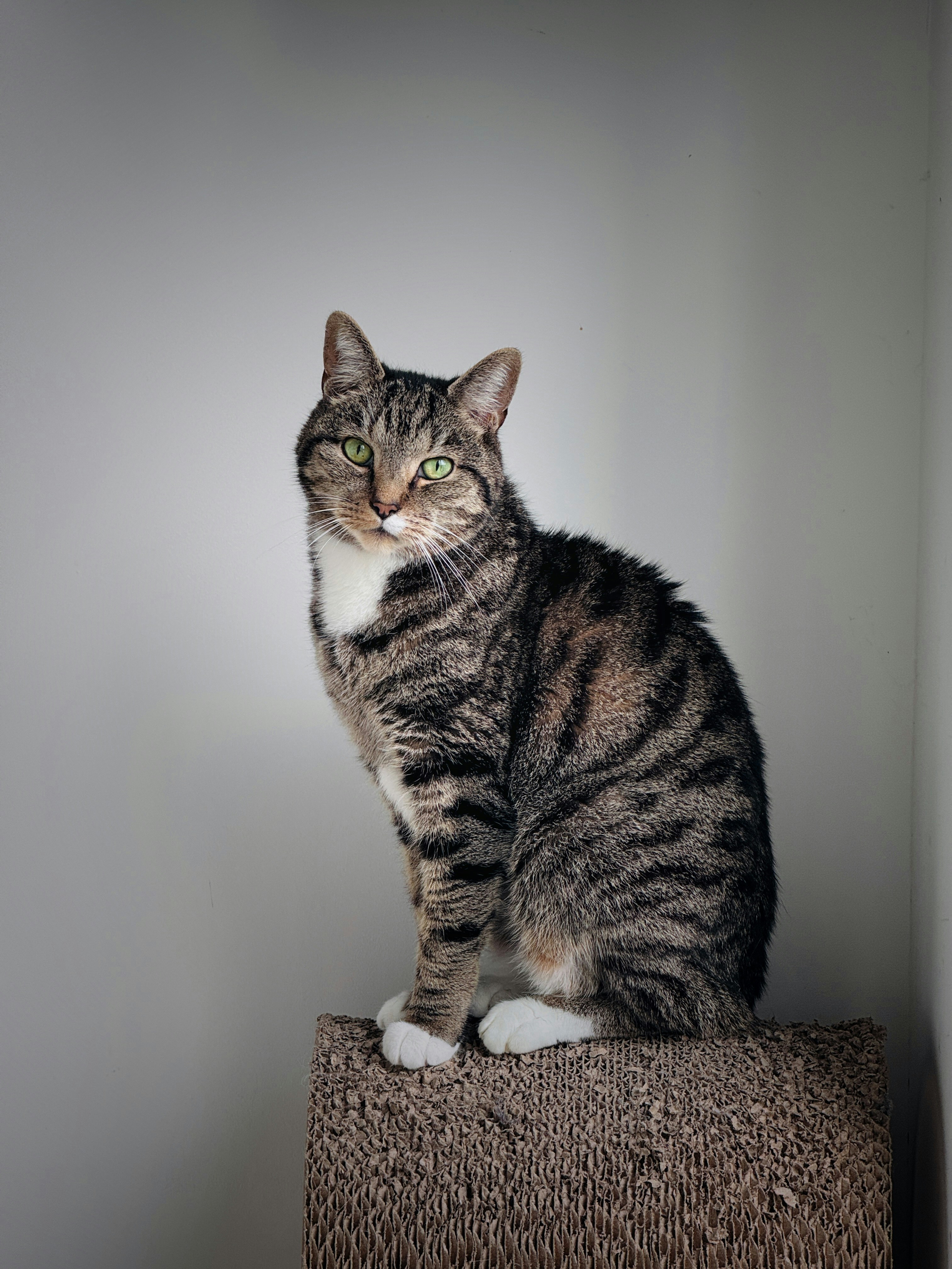 a cat is sitting on top of a chair