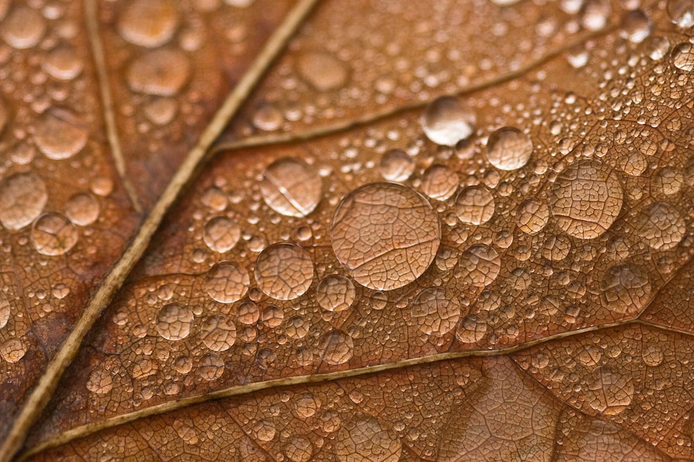 a close up of water droplets on a leaf