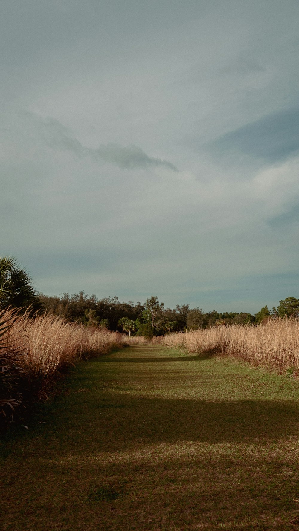 a field with tall grass and trees on a cloudy day