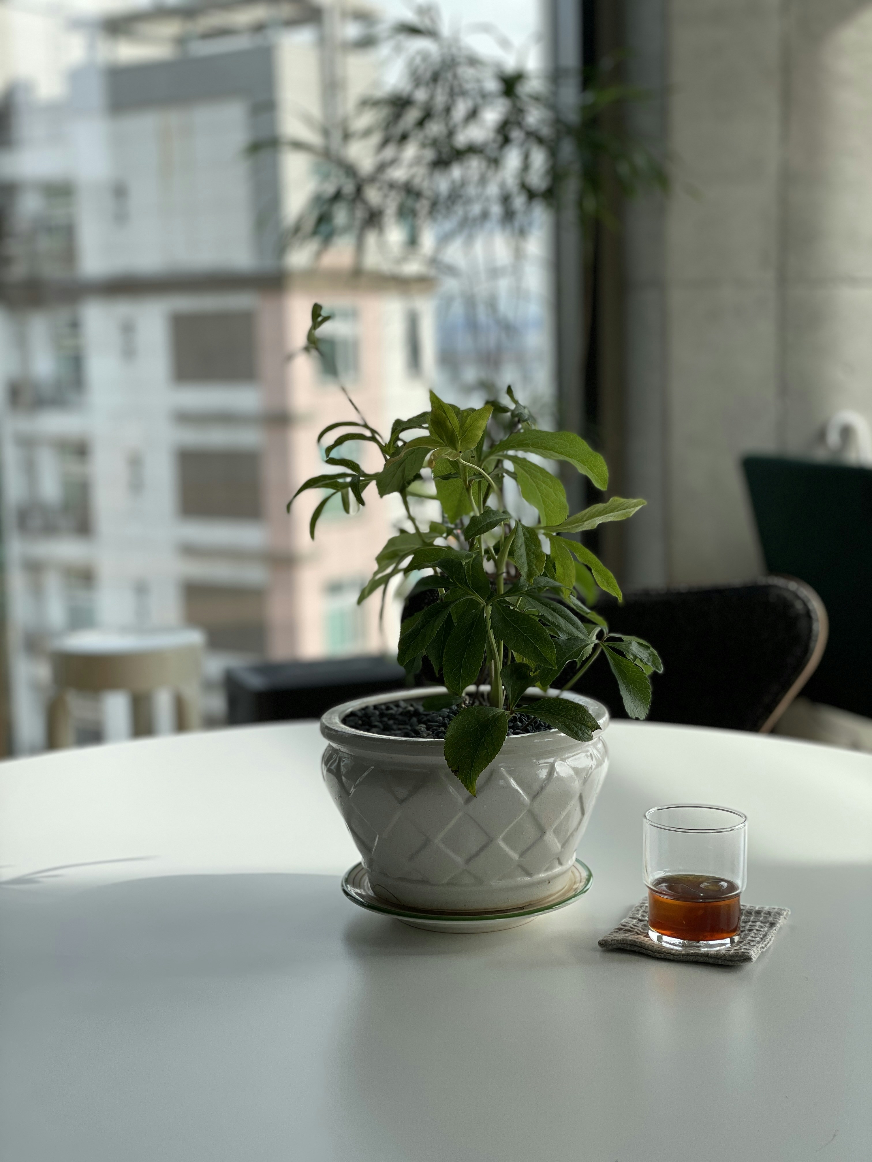 una planta en maceta encima de una mesa blanca