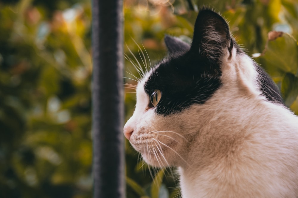 un gato blanco y negro sentado encima de un banco de madera