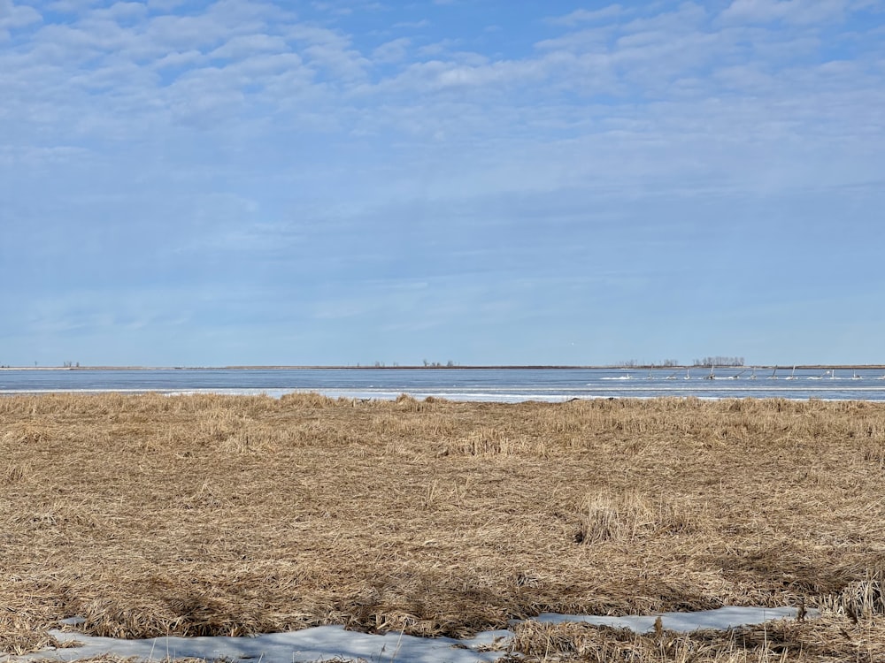 a horse standing in a field with a body of water in the background