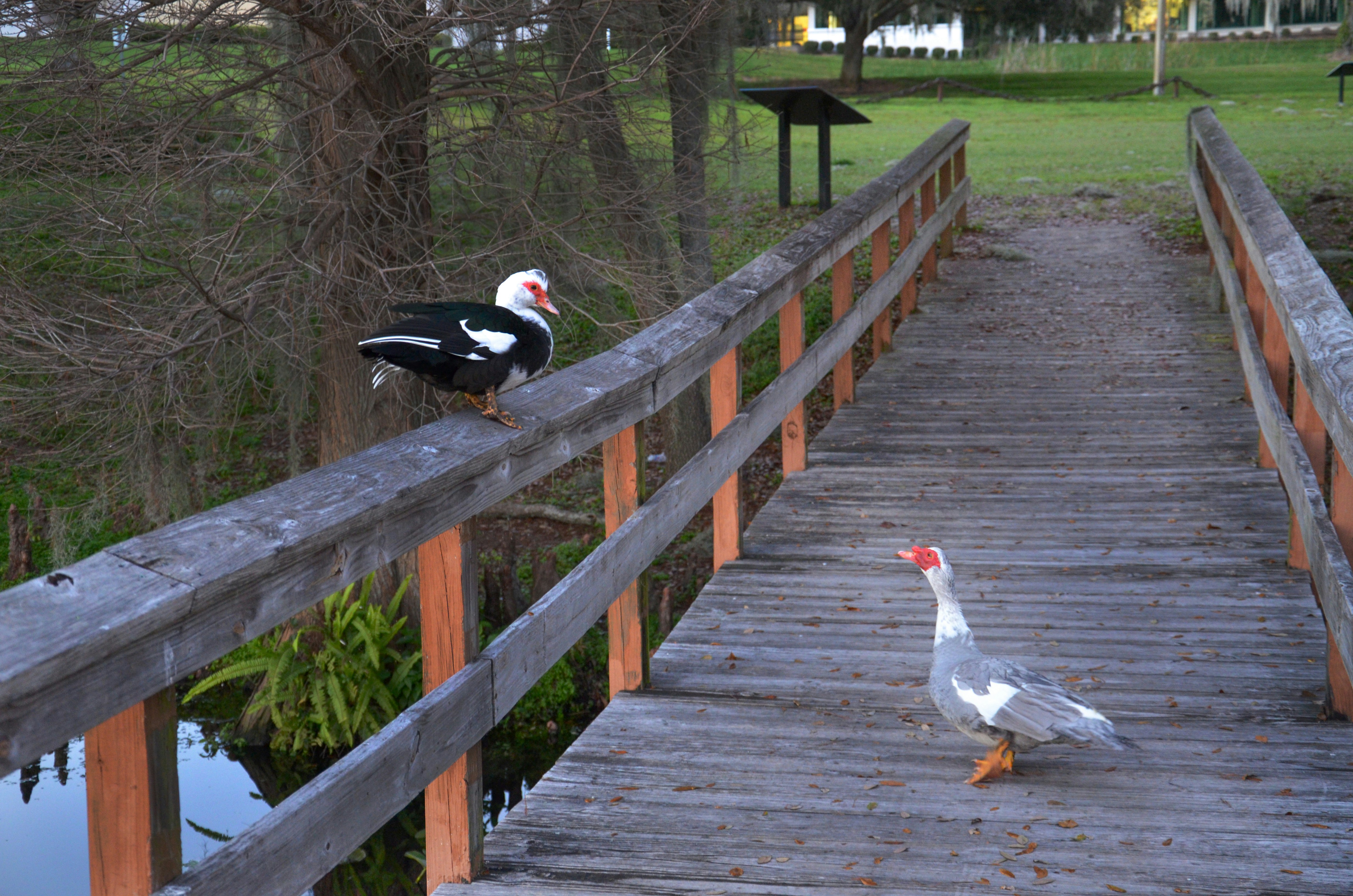 Bradford Torrey Bird Sanctuary