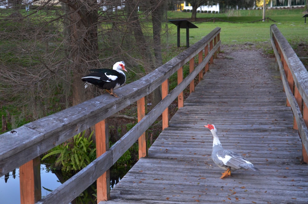 a couple of birds that are standing on a bridge