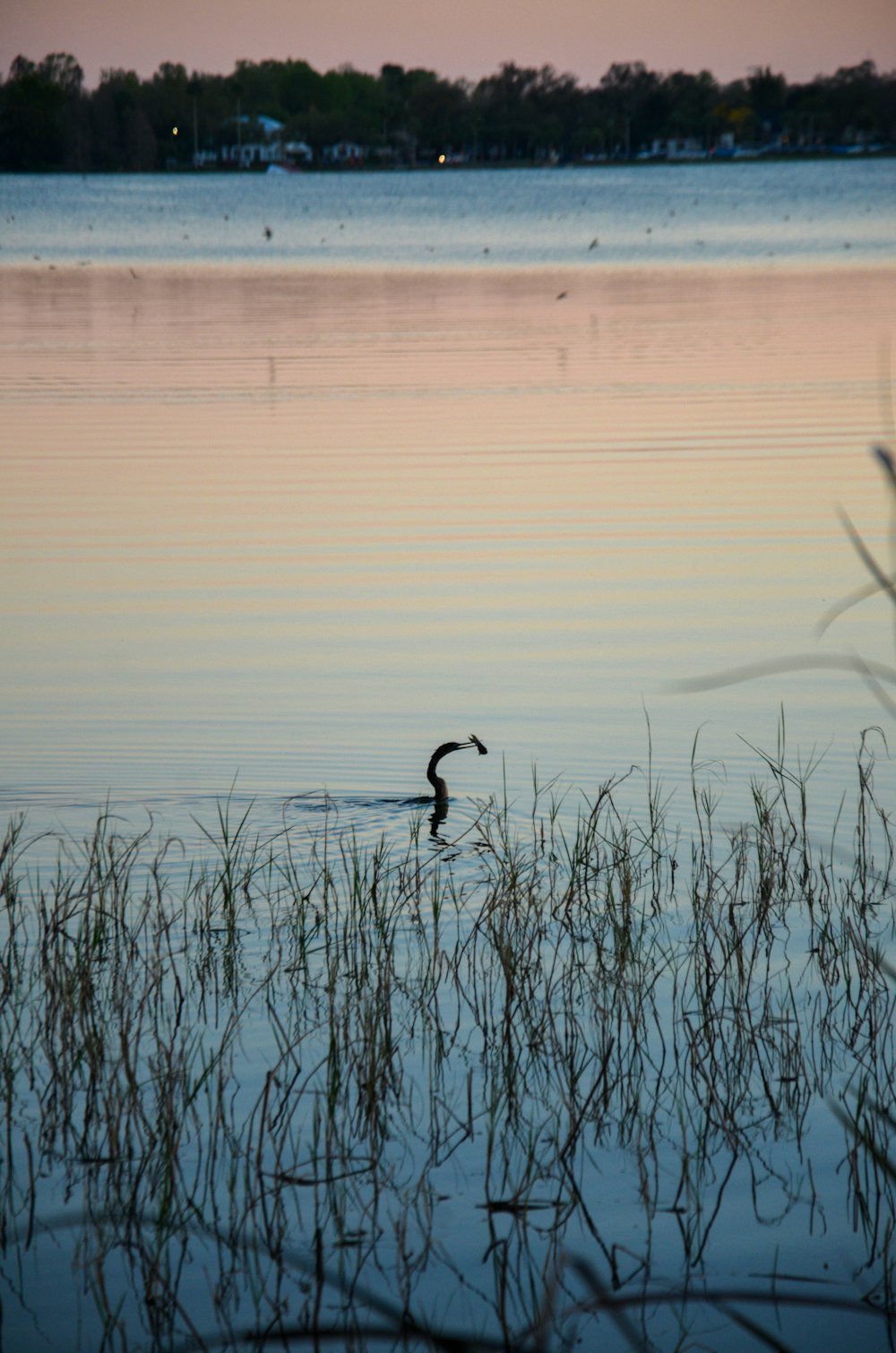 a duck is swimming in the water at sunset