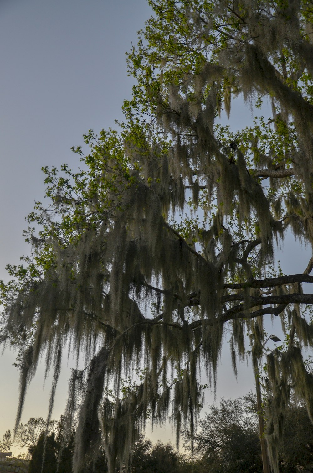 a large tree with moss hanging from it's branches