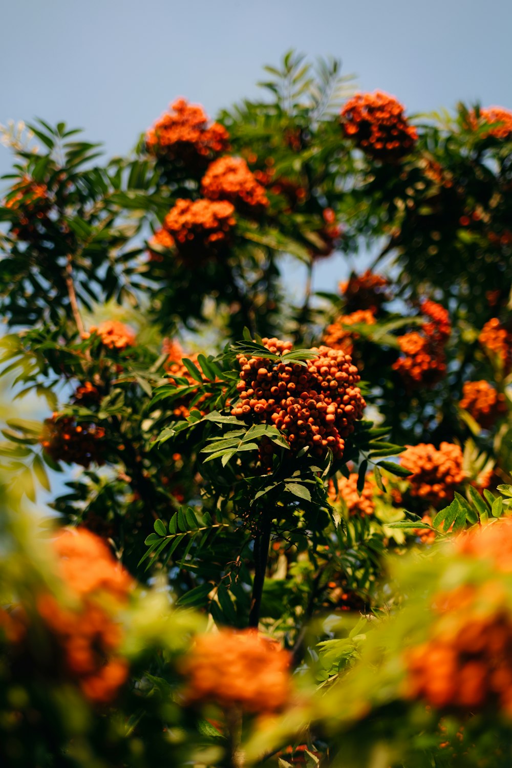 un árbol lleno de muchas flores anaranjadas