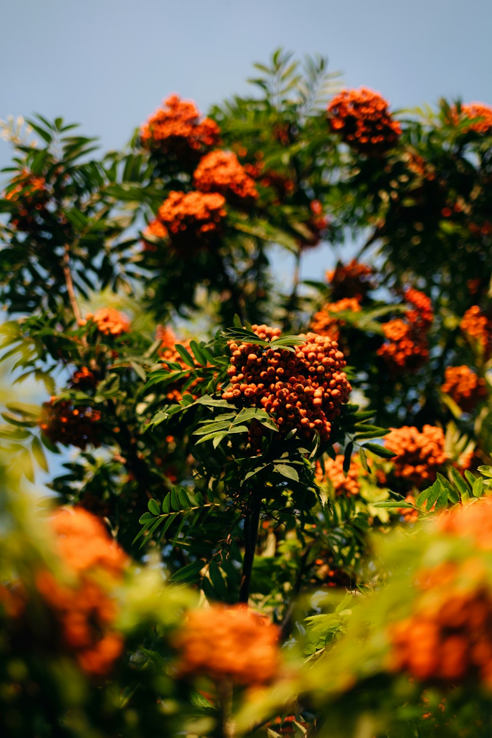 a tree filled with lots of orange flowers