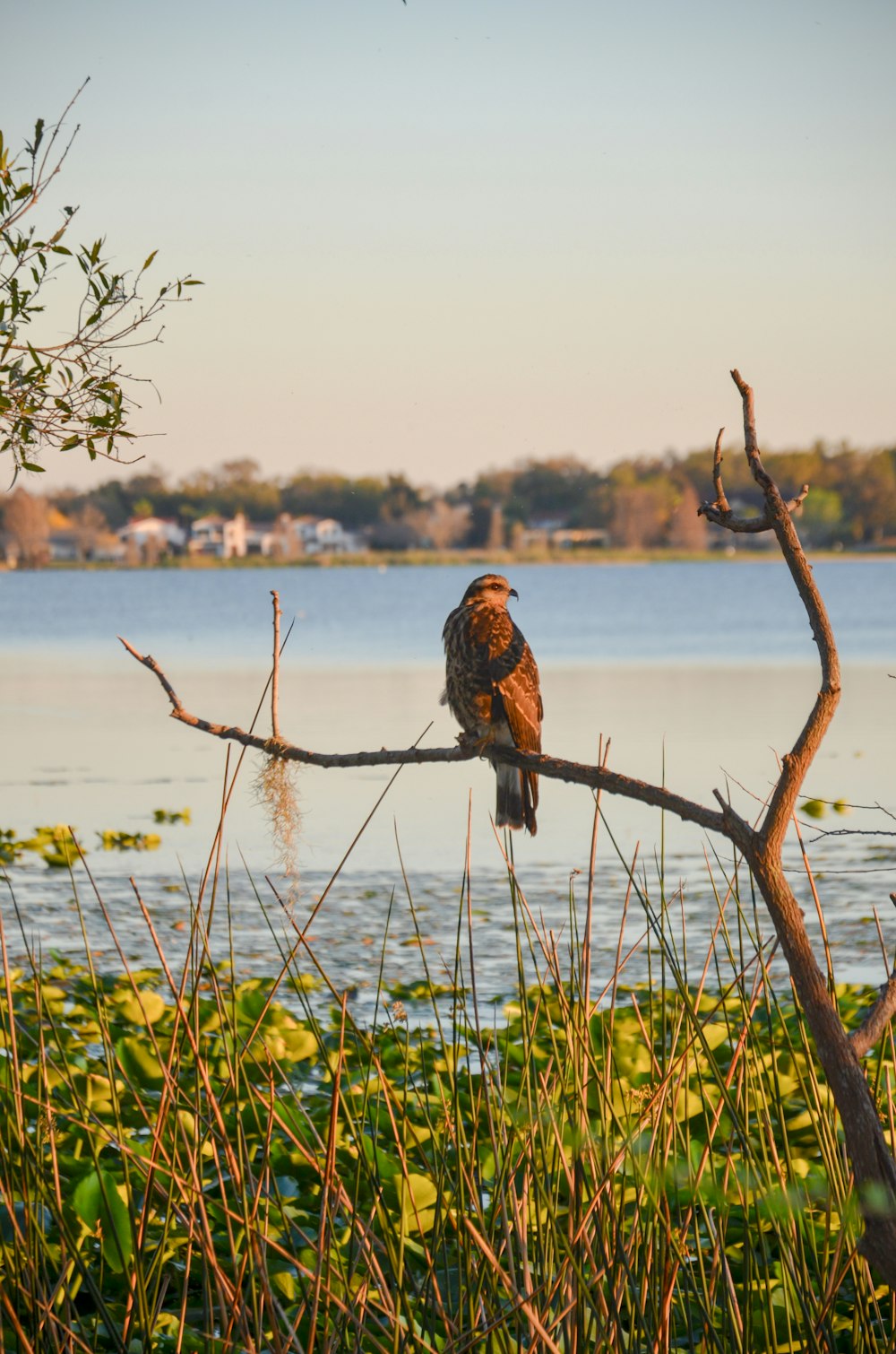 a bird sitting on a branch near a body of water