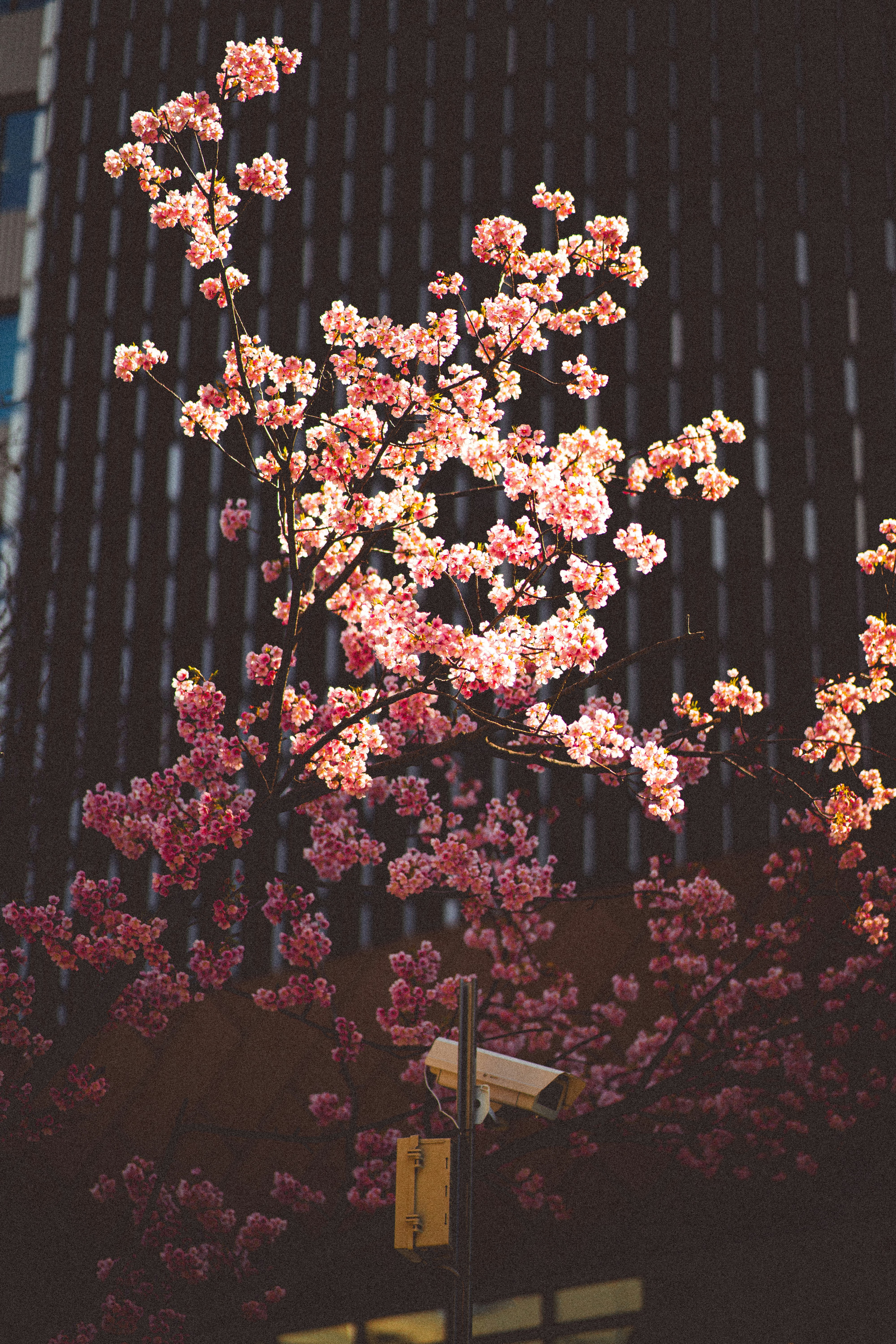 建物の前にピンクの花を咲かせる木