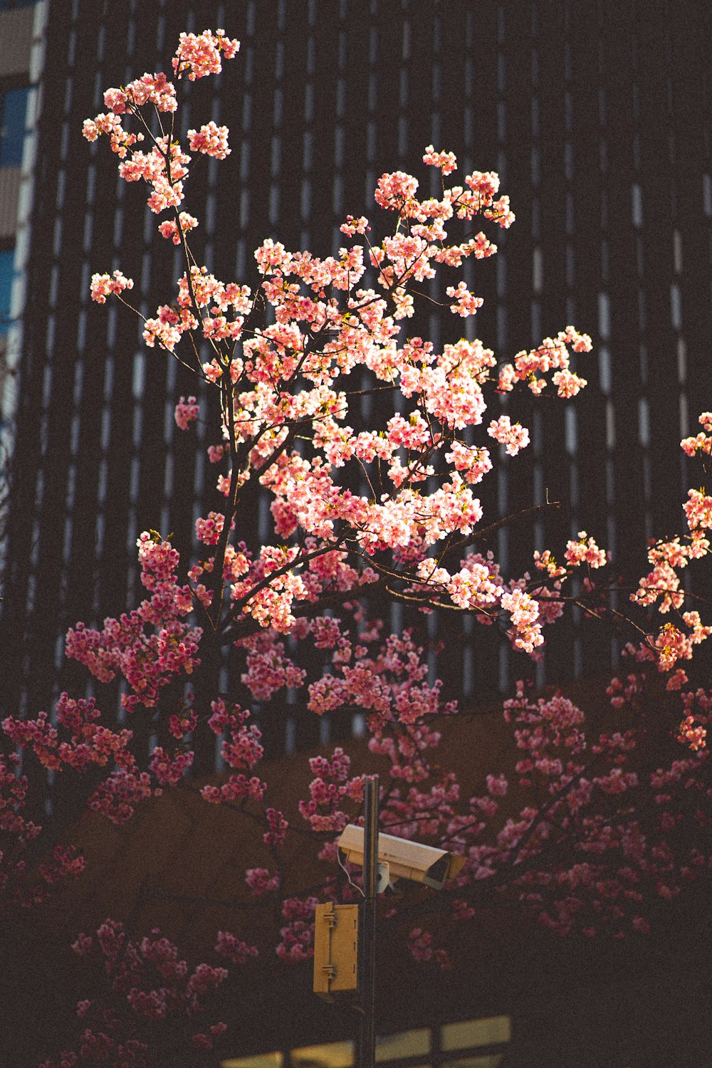 a tree with pink flowers in front of a building