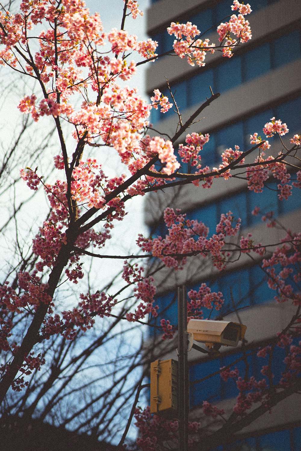 a tree with pink flowers in front of a building