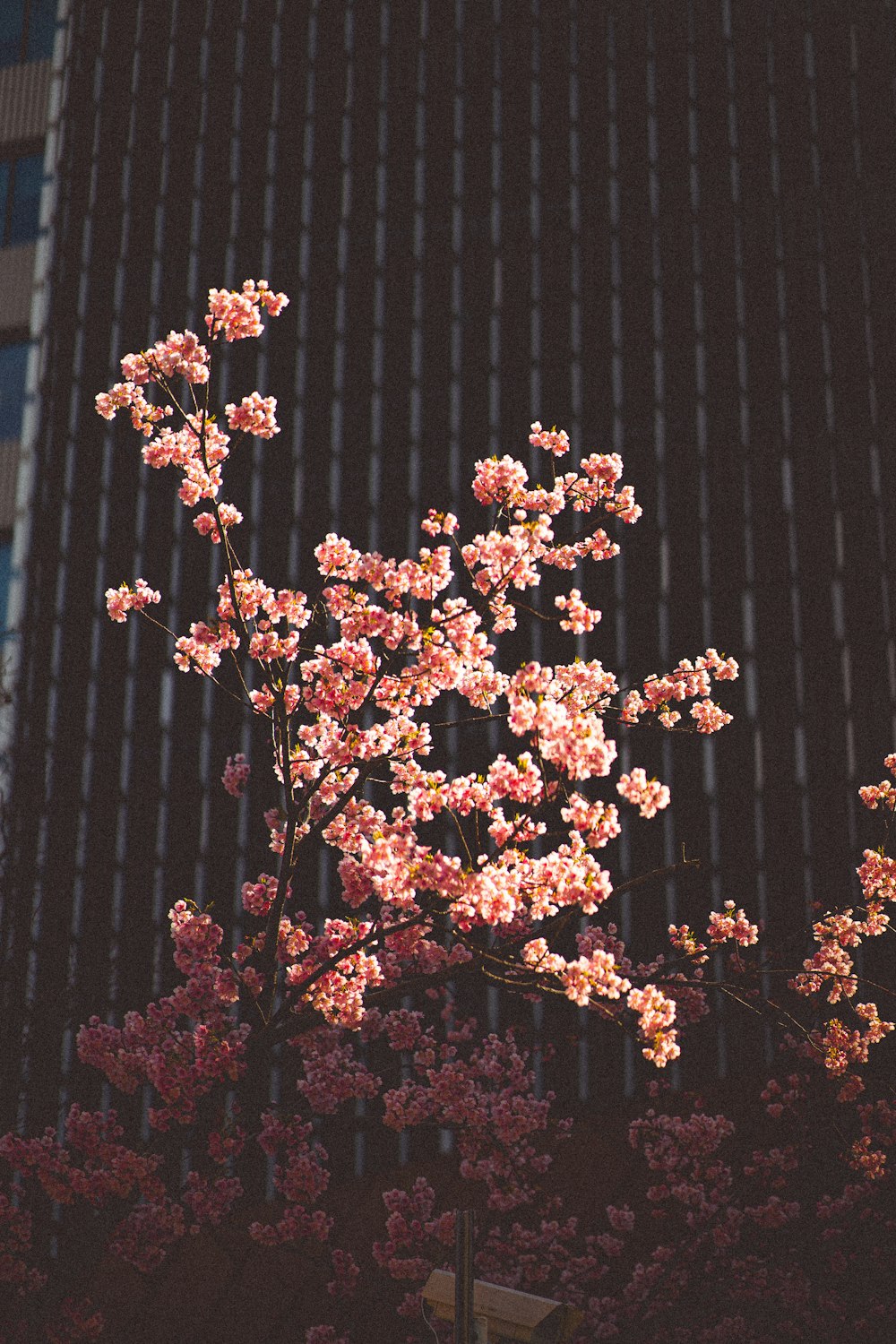 a tree with pink flowers in front of a building