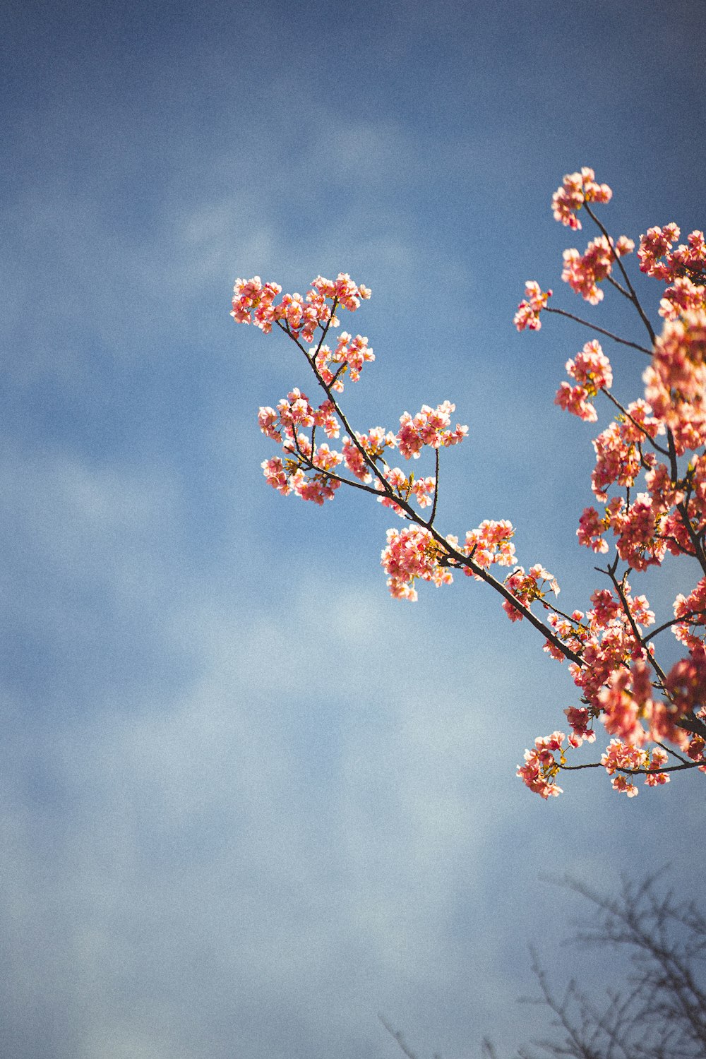 a tree branch with pink flowers against a blue sky