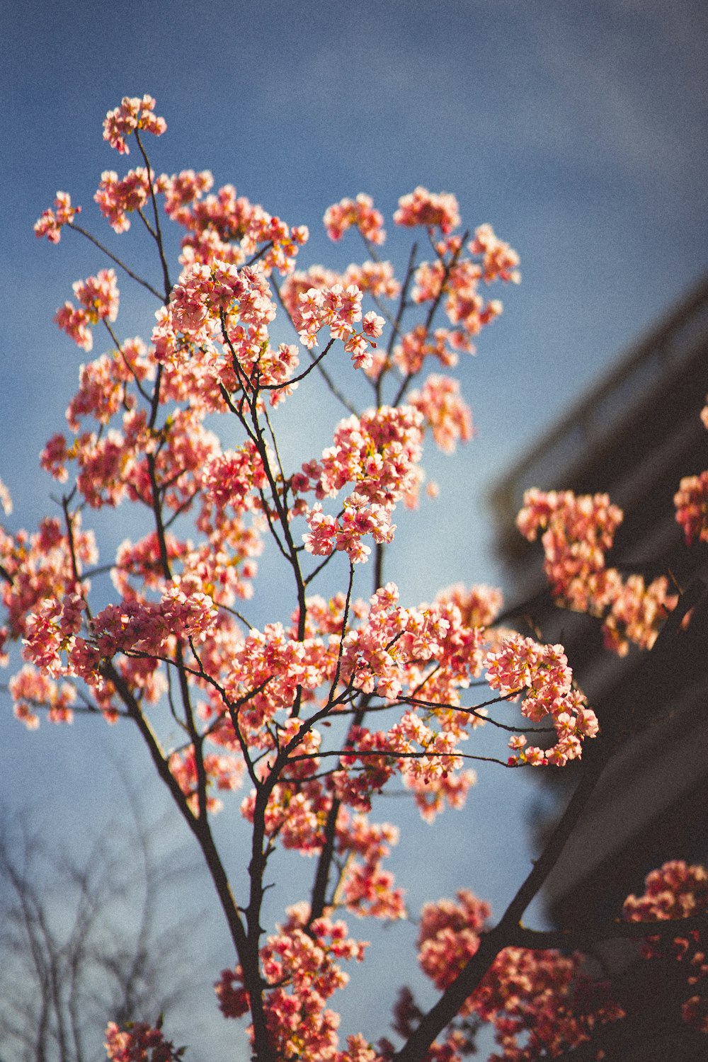 a tree with pink flowers in front of a building