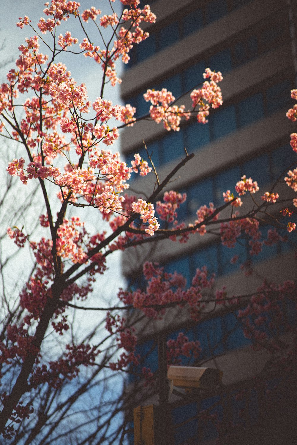 a tree with pink flowers in front of a building