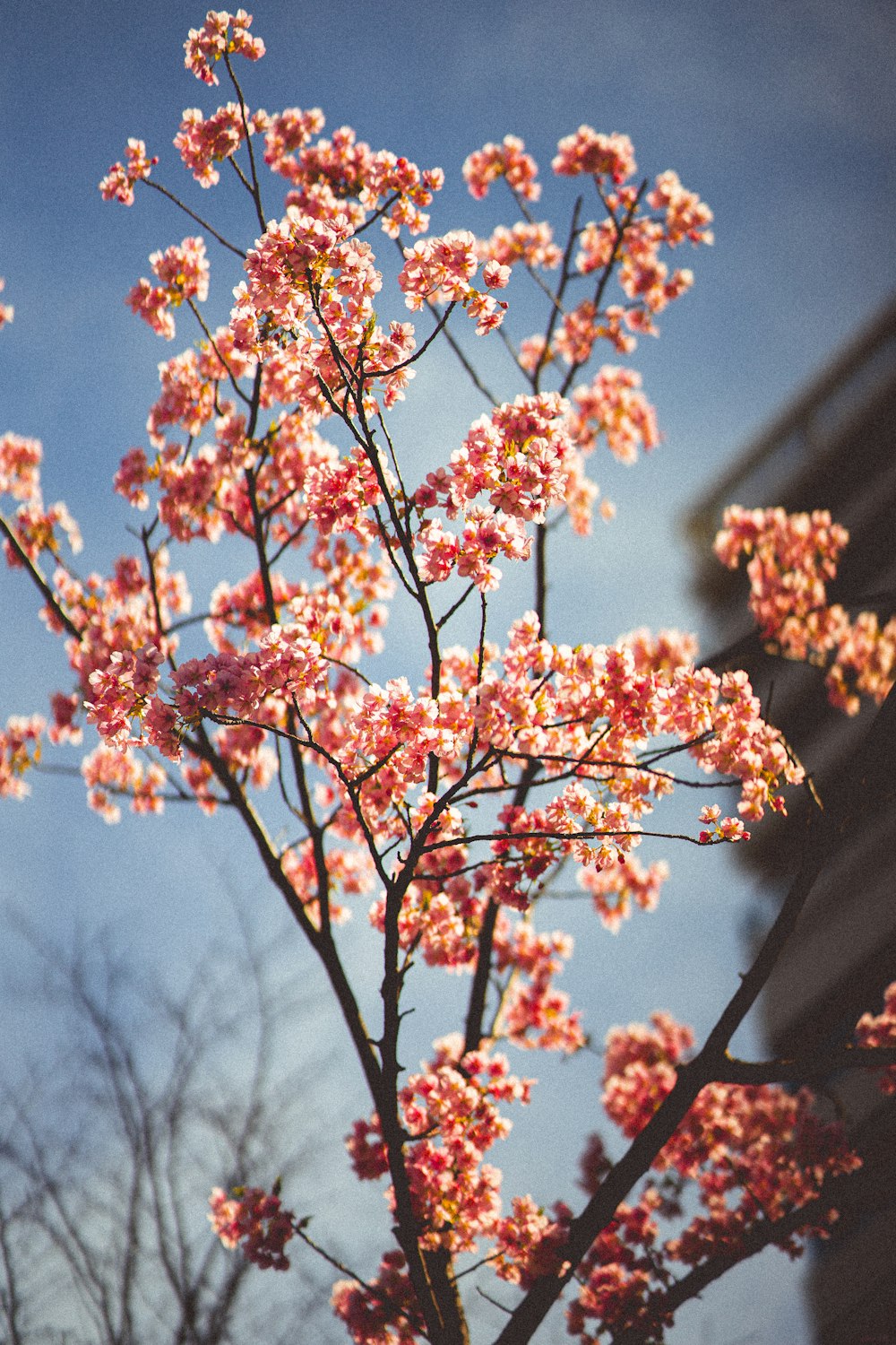 a tree with pink flowers in front of a building