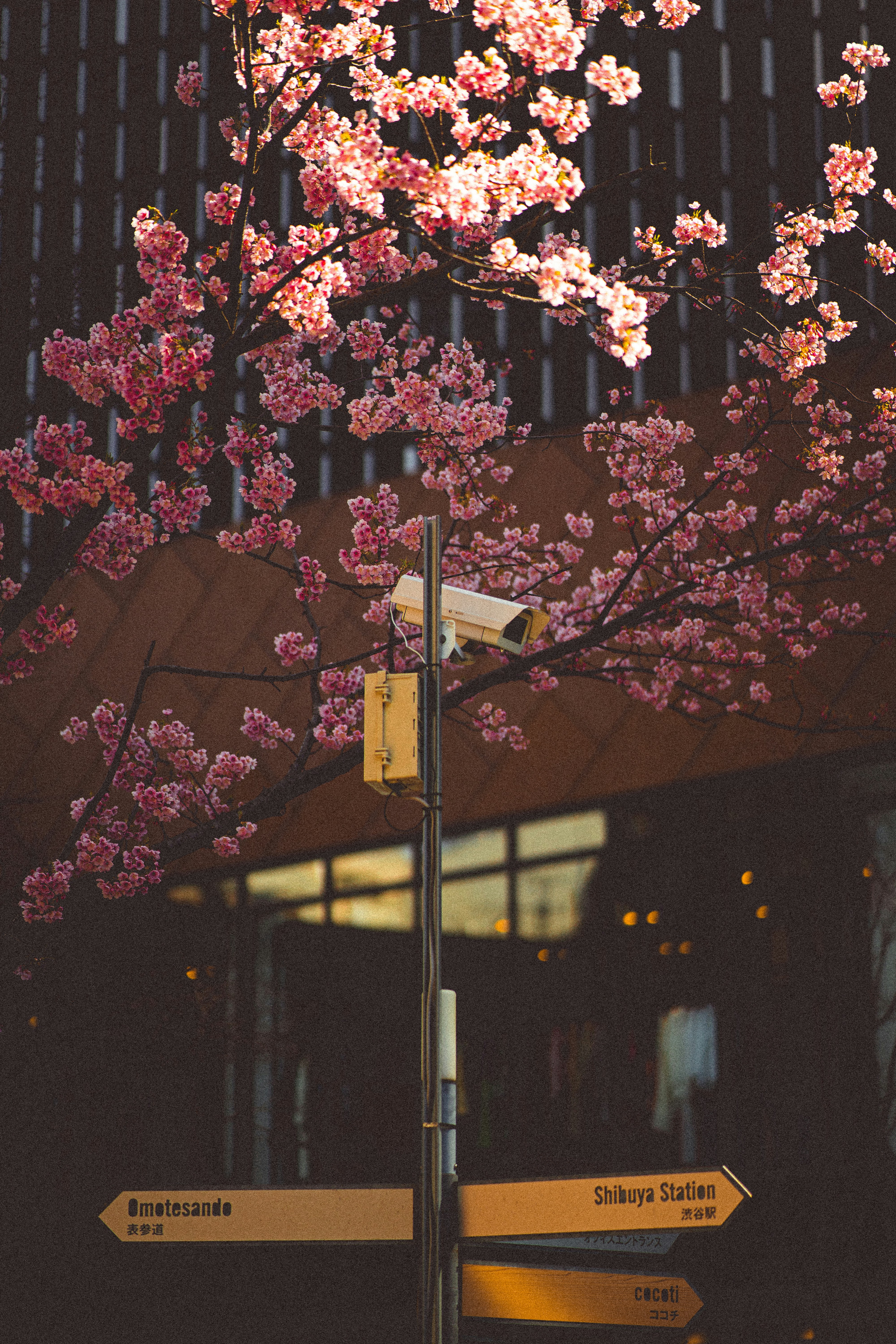 ピンクの花が咲く木の前の道路標識