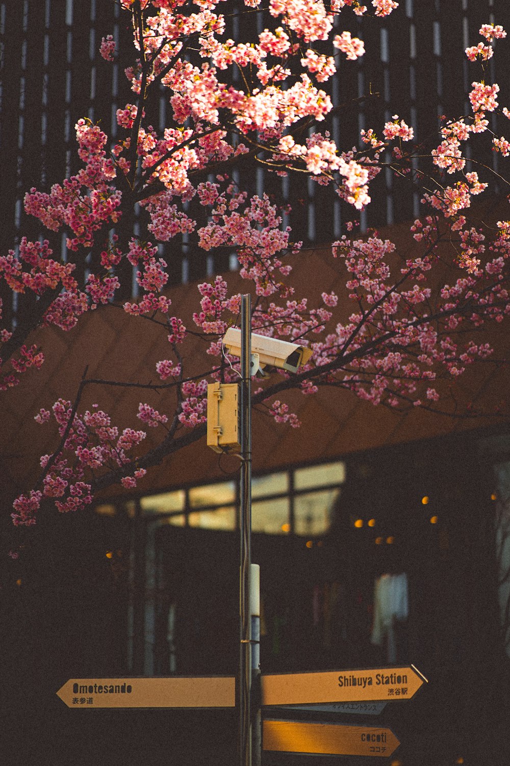 분홍색 꽃이 피는 나무 앞의 거리 표지판
