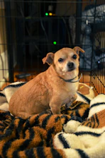 a small dog sitting on a blanket in a cage