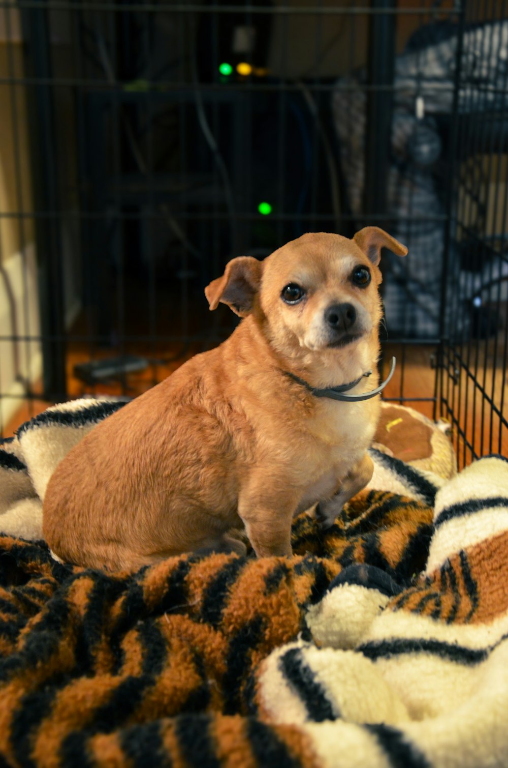 a small dog sitting on a blanket in a cage