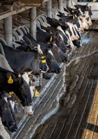 a herd of cows standing next to each other