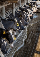 a herd of cows standing next to each other