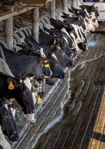 a herd of cows standing next to each other
