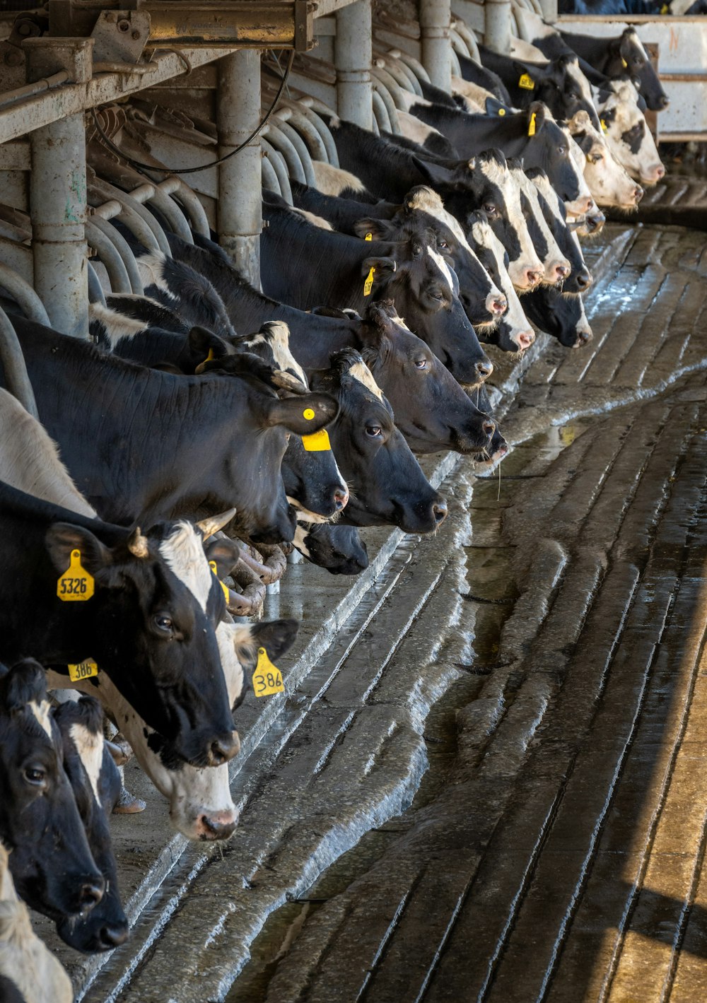 a herd of cows standing next to each other