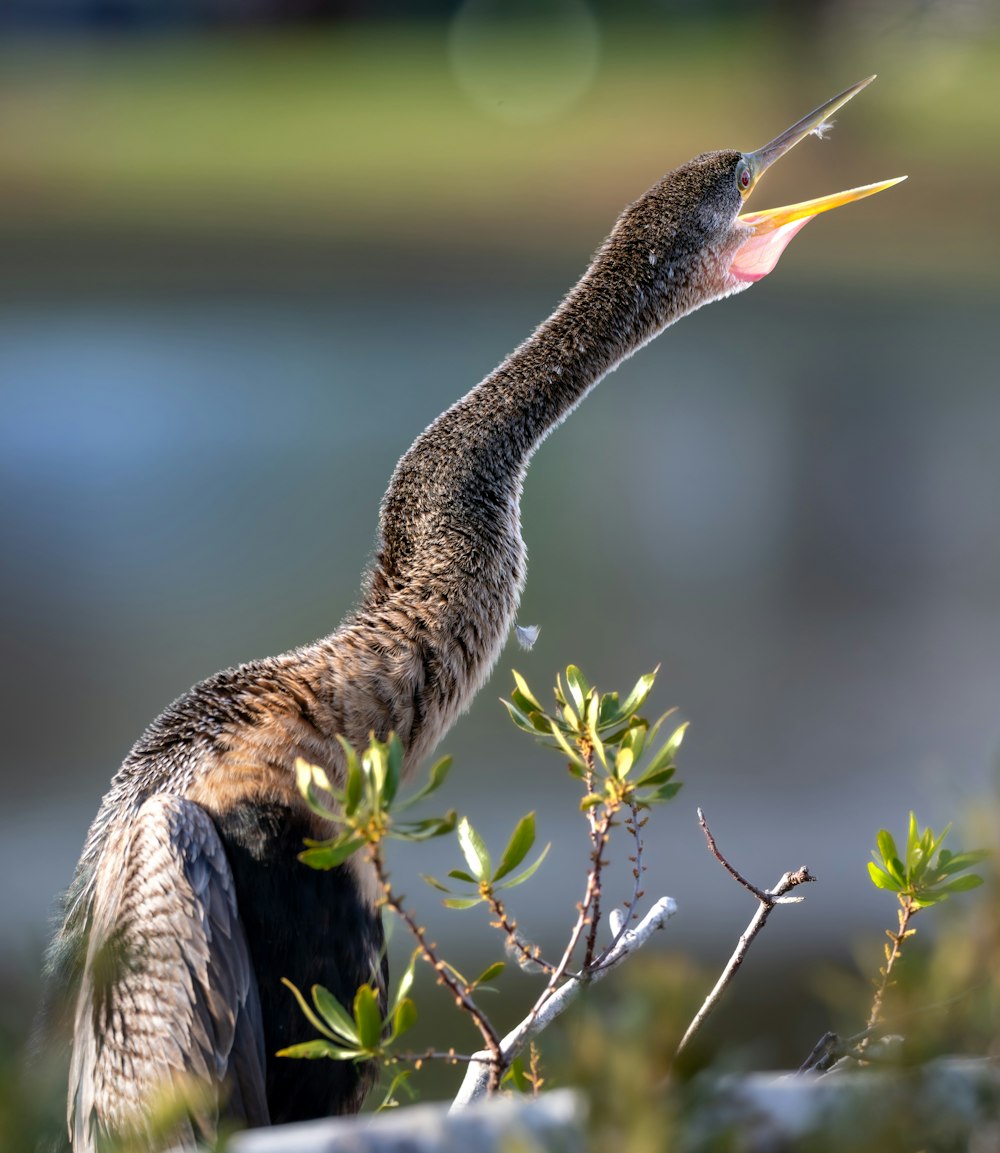 a bird with a long beak standing on a rock