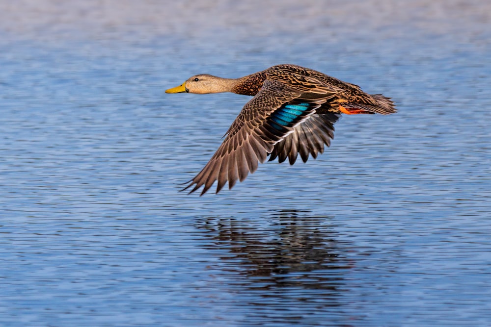 a duck flying over a body of water