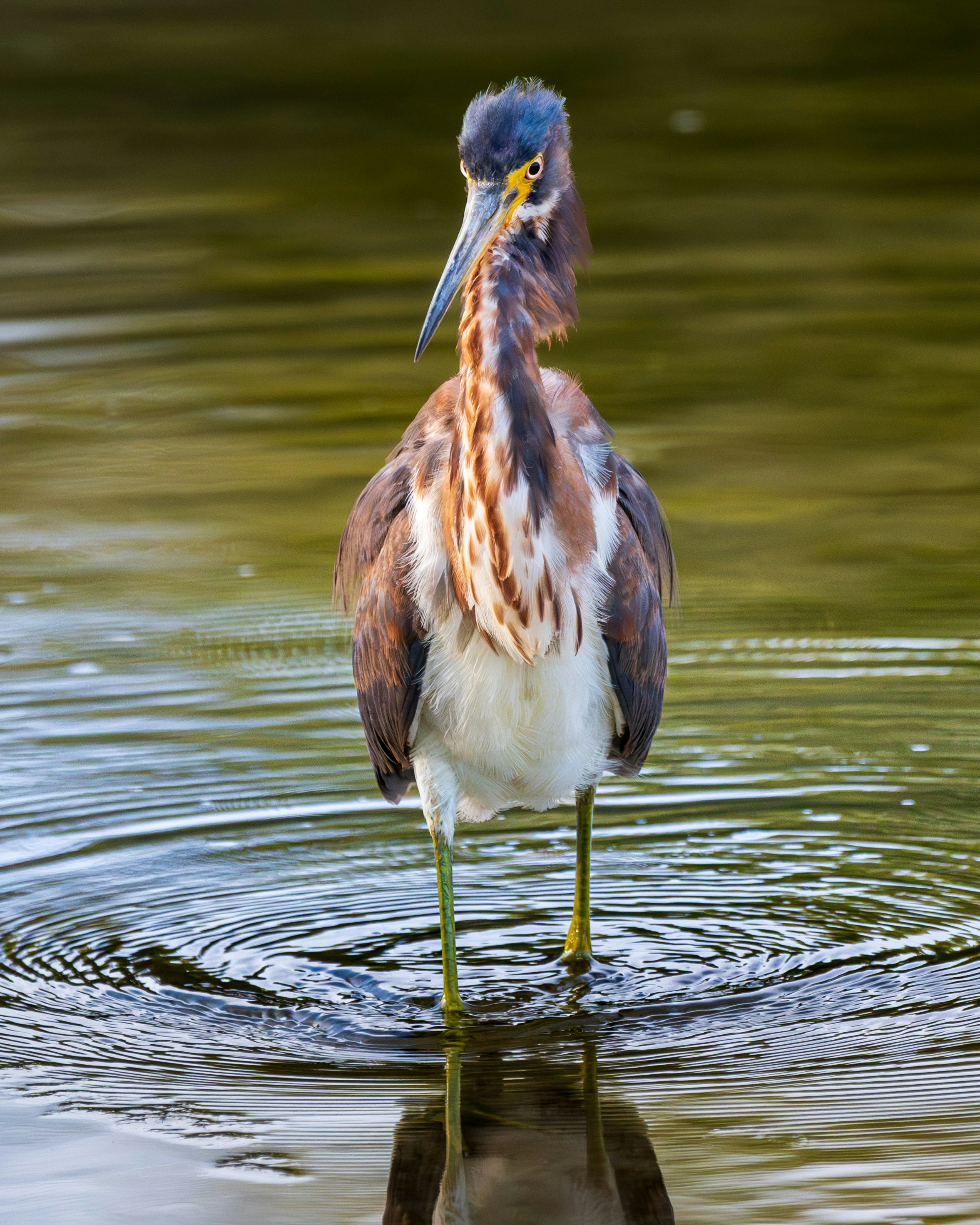 a bird is standing in the water looking for food
