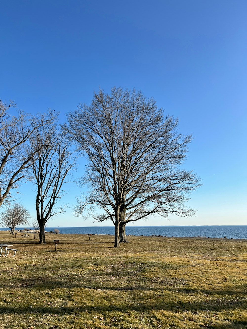 a couple of trees that are standing in the grass