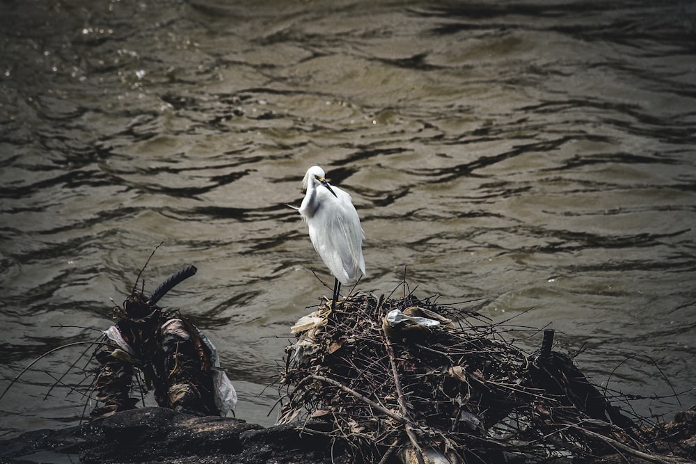 a white bird sitting on top of a nest in the water