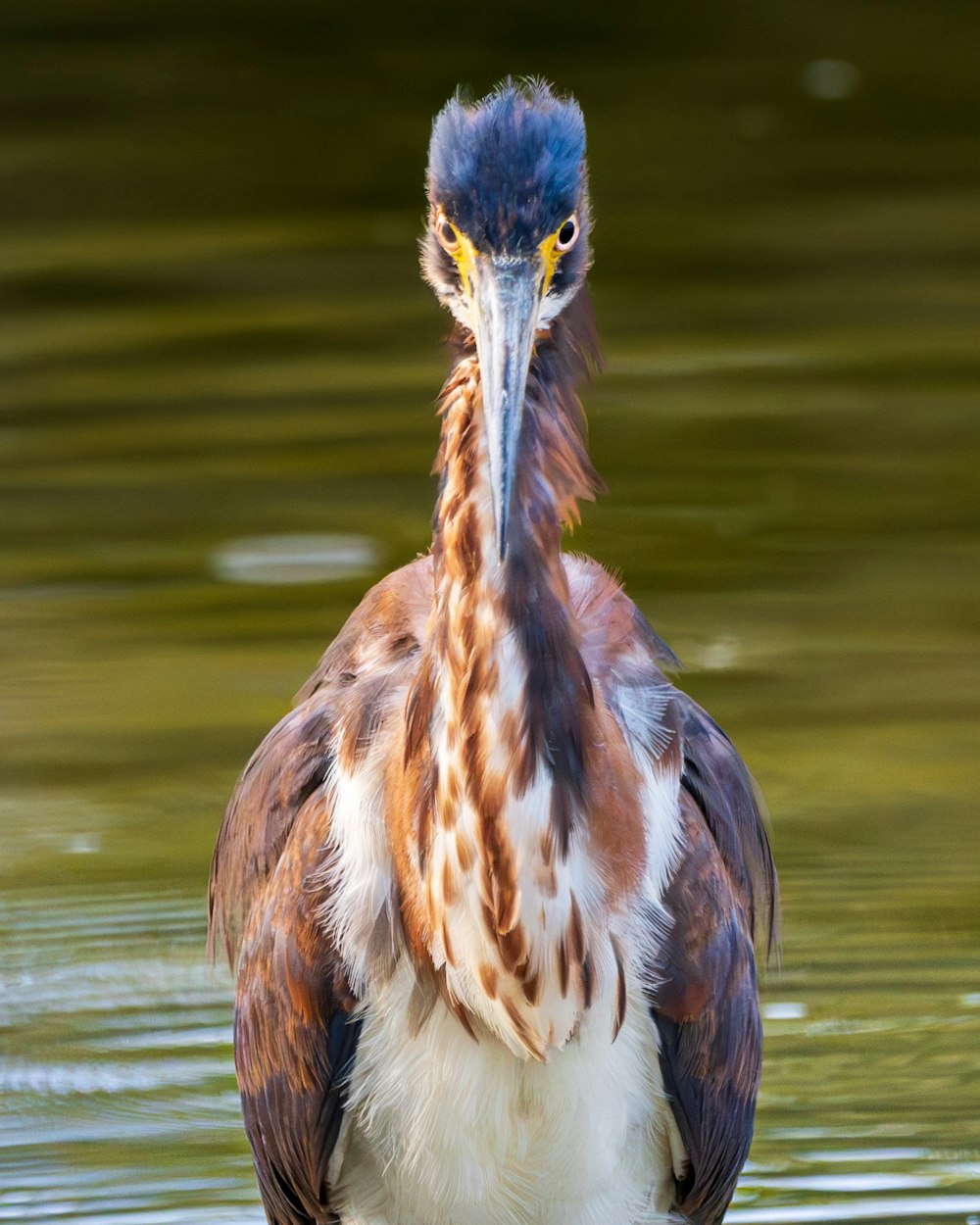um close up de um pássaro na água