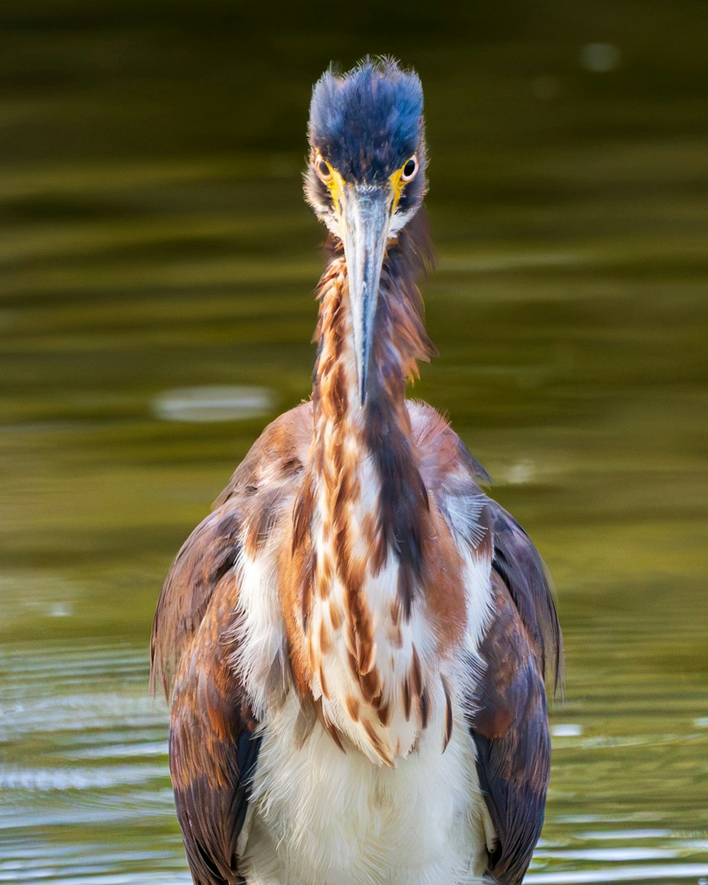 a close up of a bird in the water