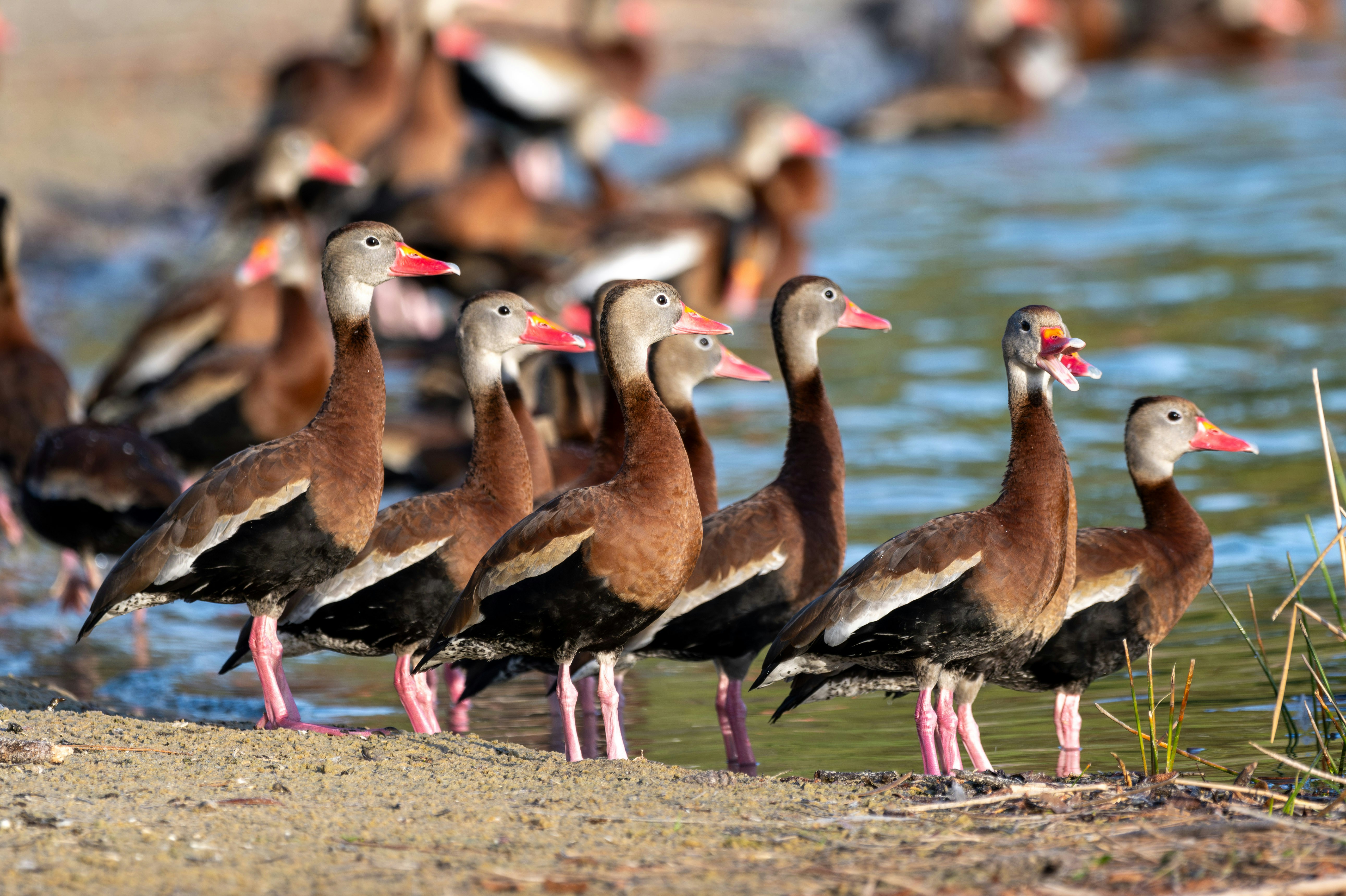 a group of ducks standing next to a body of water