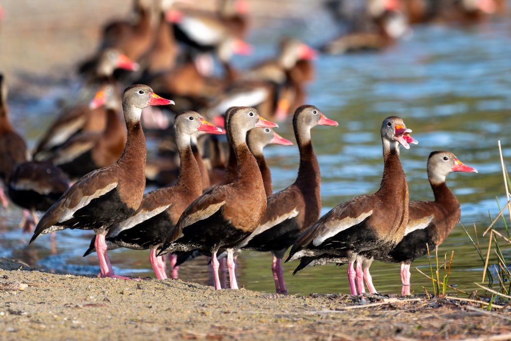 a group of ducks standing next to a body of water