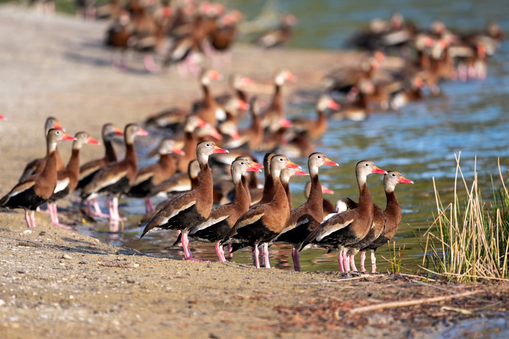 a flock of ducks standing next to a body of water