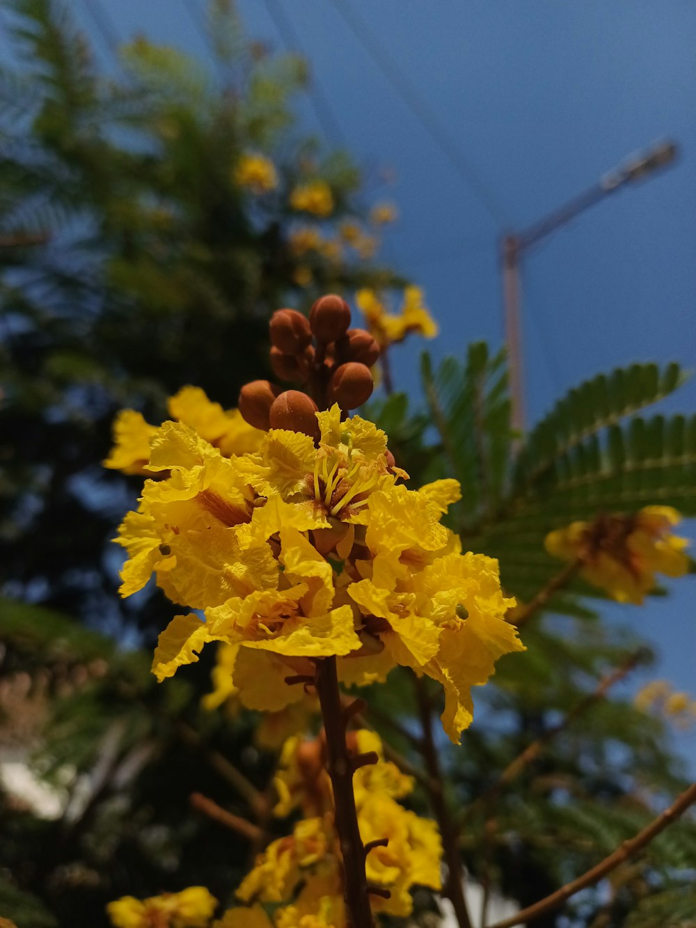 a close up of a yellow flower with a blue sky in the background