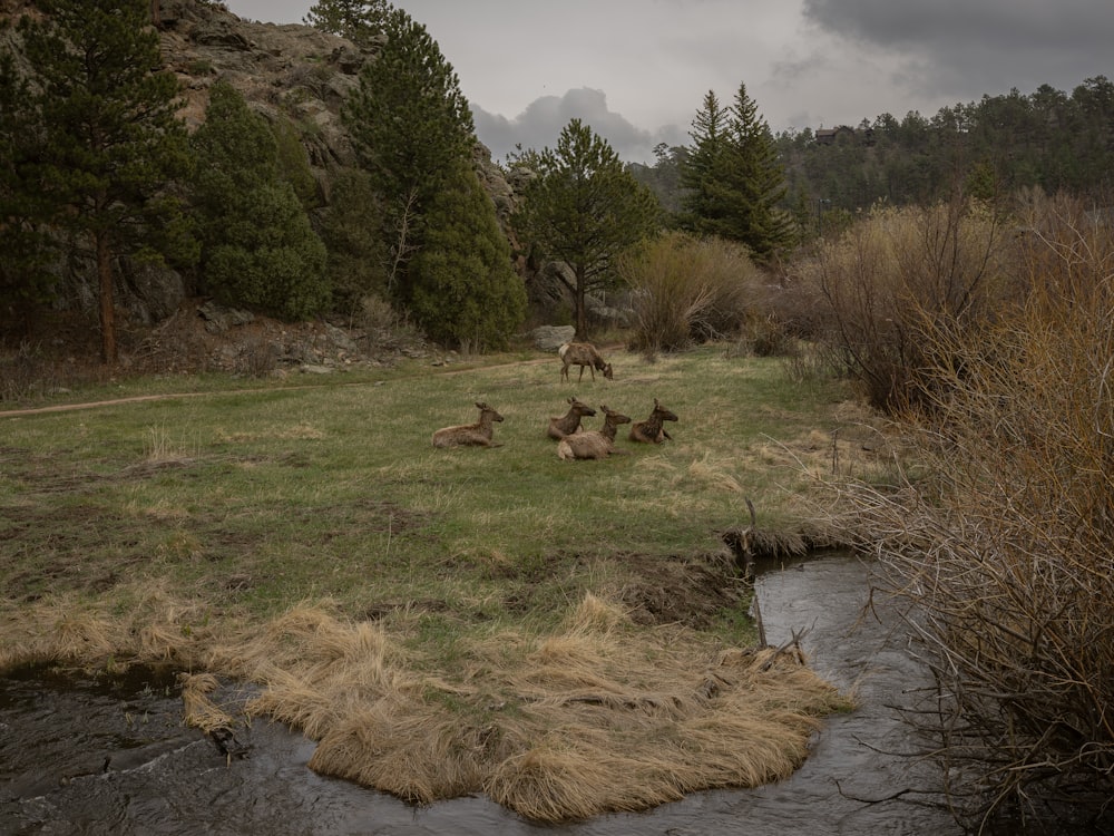 a group of animals laying on top of a grass covered field