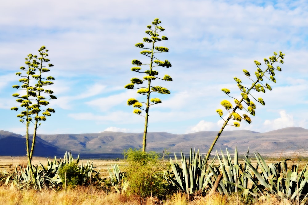 a group of plants in a field with mountains in the background