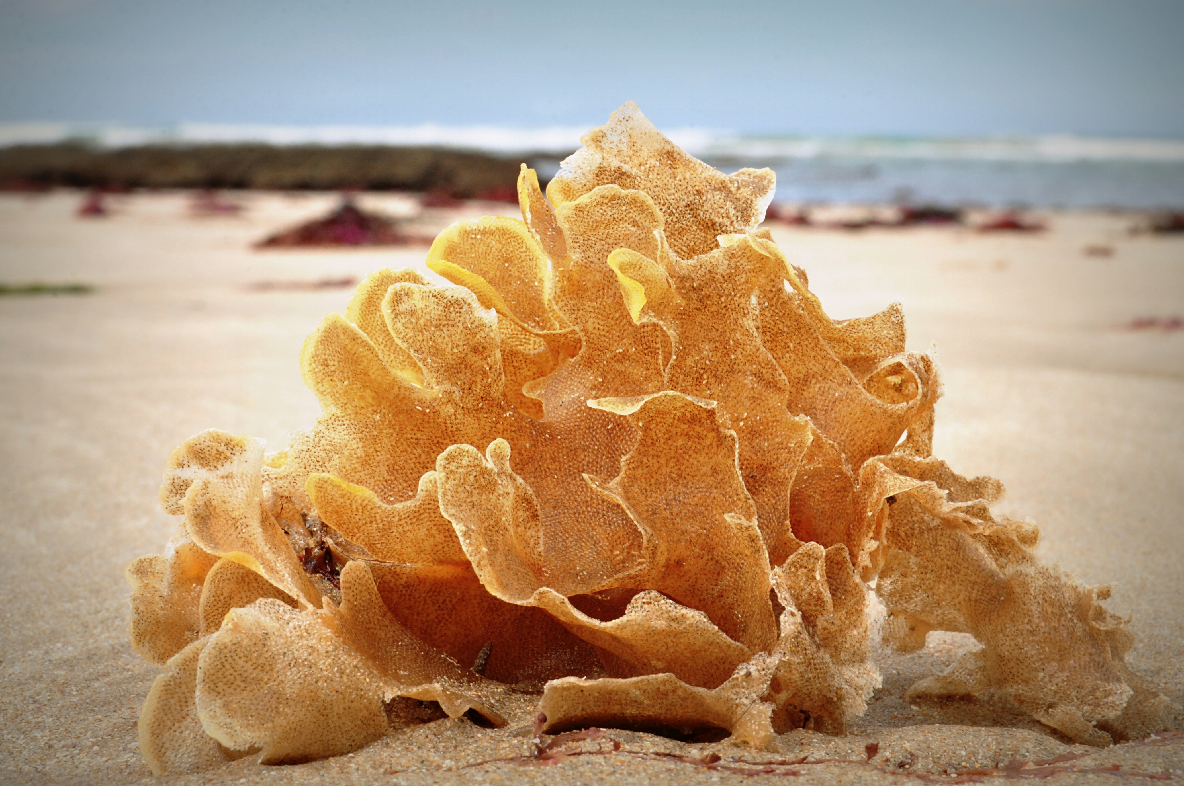 gros plan d’une algue sur une plage