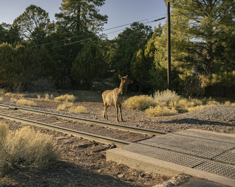 a deer standing on a train track next to a forest