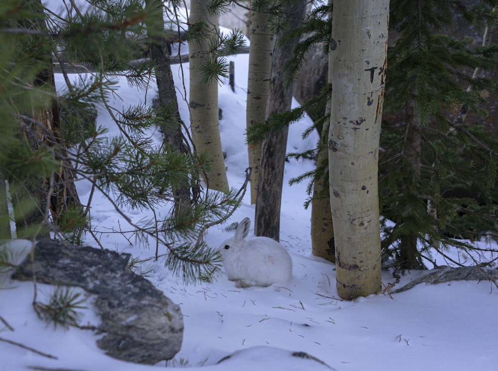 a white rabbit sitting in the snow between some trees