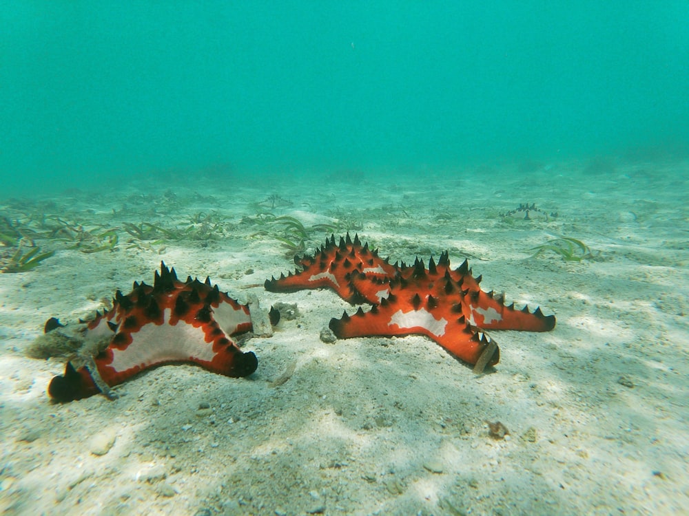 two seahorses are laying on the sandy bottom of the ocean