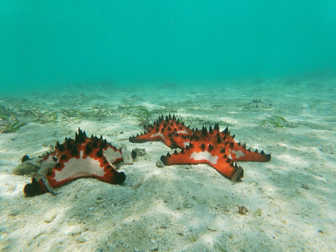 two seahorses are laying on the sandy bottom of the ocean, beautiful Horne starfishes in the lagoon></figure> #vanuatu #starfish #goprophoto
