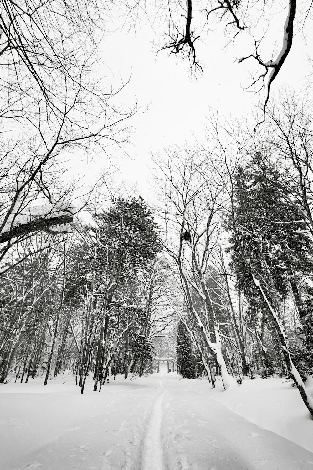 a path through a snowy forest with lots of trees