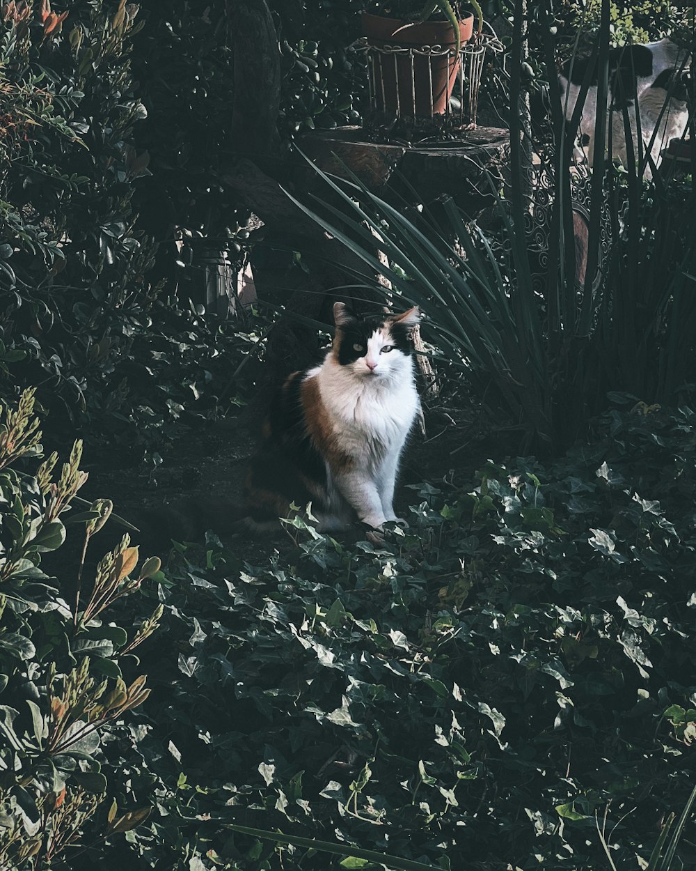 a cat sitting in the middle of a garden