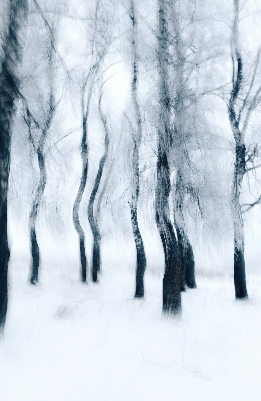 a group of trees that are in the snow